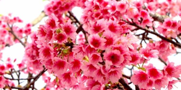 名護櫻花祭