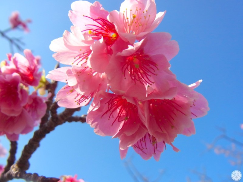 135 Re1 2 Nago Sakura Matsuri